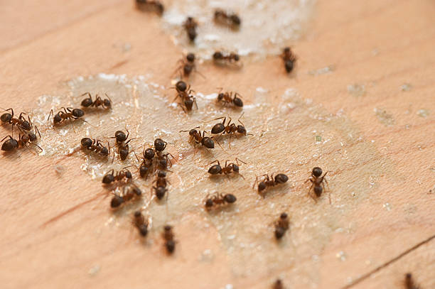 Reliable St James City, FL Pest Control Solutions
